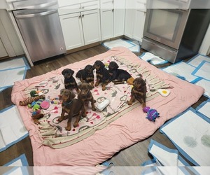 Doberman Pinscher Puppy for sale in DAVISON, MI, USA