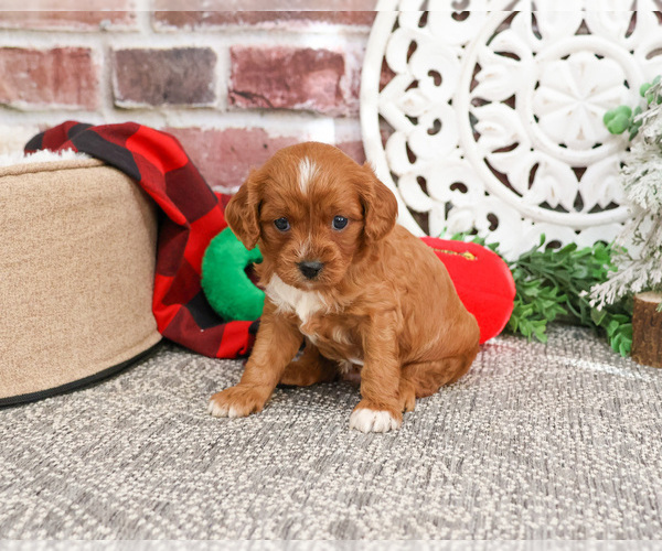 Medium Photo #18 Cavapoo (Miniature) Puppy For Sale in SYRACUSE, IN, USA
