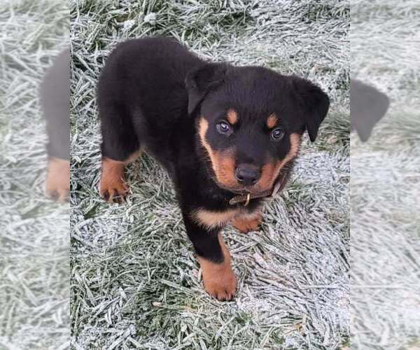 Medium Photo #1 Rottweiler Puppy For Sale in ATLANTA, GA, USA