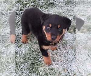 Rottweiler Dogs for adoption in ATLANTA, GA, USA