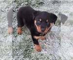 Small Rottweiler