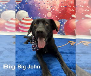 Labrador Retriever-Unknown Mix Dogs for adoption in Springdale, PA, USA