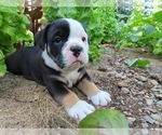 Puppy 3 Olde English Bulldogge