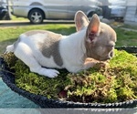 Small Photo #17 French Bulldog Puppy For Sale in NORTH LITTLE ROCK, AR, USA