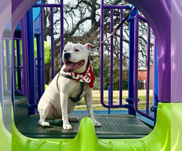 Medium Photo #3 American Bulldog-Staffordshire Bull Terrier Mix Puppy For Sale in Euless, TX, USA