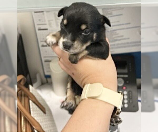 Medium Photo #1 Mutt Puppy For Sale in Houston, TX, USA