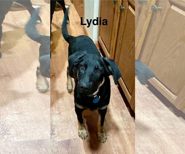 Medium Photo #1 German Shepherd Dog-Unknown Mix Puppy For Sale in Topeka, KS, USA