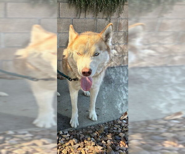 Medium Photo #1 Siberian Husky Puppy For Sale in Rancho Cucamonga, CA, USA