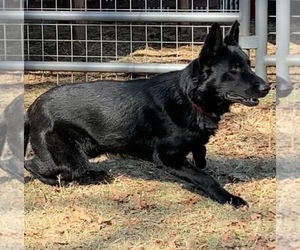 Father of the German Shepherd Dog puppies born on 02/11/2025