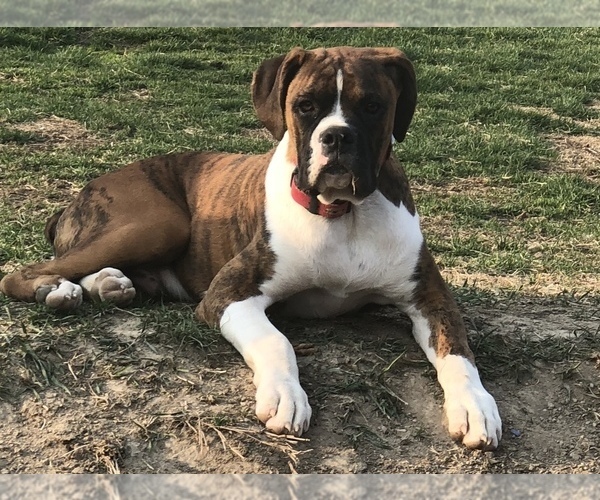 Medium Photo #1 Boxer Puppy For Sale in LEWISTOWN, PA, USA