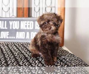 Poodle (Toy) Puppy for sale in NAPLES, FL, USA
