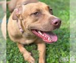 Small #6 Labrador Retriever Mix