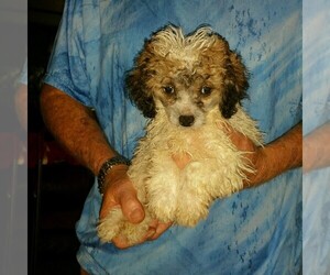 Poodle (Miniature) Puppy for sale in YOUNGSTOWN, FL, USA