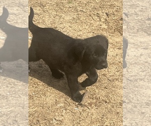 Labrador Retriever Puppy for Sale in AIKEN, South Carolina USA