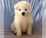 Small #1 American Eskimo Dog
