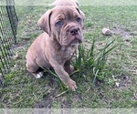 Small #2 Olde English Bulldogge