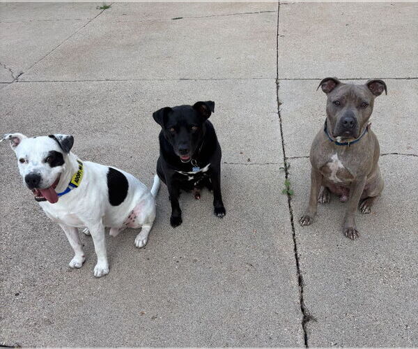 Medium Photo #10 American Pit Bull Terrier-Unknown Mix Puppy For Sale in Grafton, WI, USA
