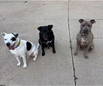 Small #9 American Pit Bull Terrier Mix