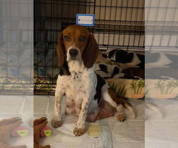 Medium Photo #7 Beagle Puppy For Sale in New York, NY, USA