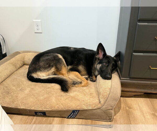 Medium Photo #1 German Shepherd Dog Puppy For Sale in Martinsburg, WV, USA