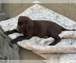 Small #3 Labrador Retriever