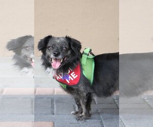 Pomeranian Dogs for adoption in Mission Viejo, CA, USA
