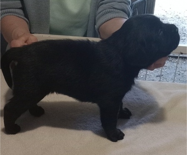 Medium Photo #8 Labrador Retriever Puppy For Sale in ORANGE, MA, USA