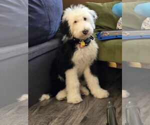 Poodle (Standard)-Unknown Mix Dogs for adoption in Tampa, FL, USA