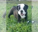 Puppy 1 English Bulldog