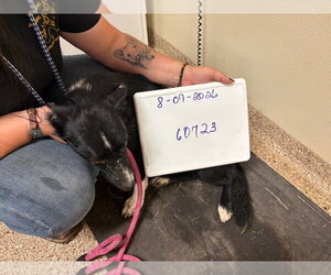 Calioupe - Female Border Collie Dog for Adoption - Photo #2