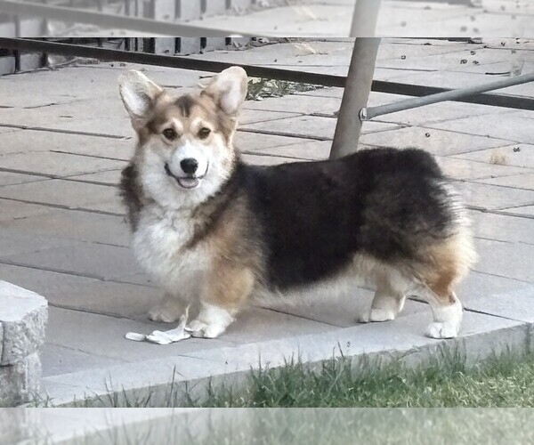 Medium Photo #1 Pembroke Welsh Corgi Puppy For Sale in EAGLE POINT, OR, USA