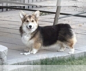 Mother of the Pembroke Welsh Corgi puppies born on 02/28/2026