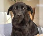 Small #2 Labrador Retriever Mix