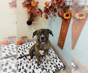 Boxer-Unknown Mix Dogs for adoption in Brighton, CO, USA