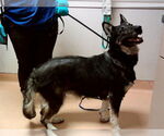 Small German Shepherd Dog