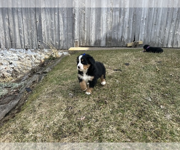 Medium Photo #2 Bernese Mountain Dog Puppy For Sale in ATHENS, WI, USA