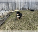Small #1 Bernese Mountain Dog