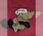 Small #1 Aussiedoodle-Poodle (Miniature) Mix