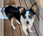 Small Photo #3 Border Collie-Rat Terrier Mix Puppy For Sale in Atlanta, GA, USA