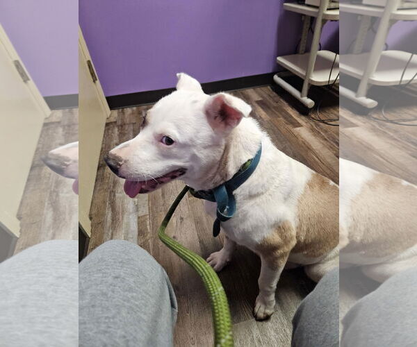 Medium Photo #6 American Pit Bull Terrier-Unknown Mix Puppy For Sale in Oakhurst, NJ, USA