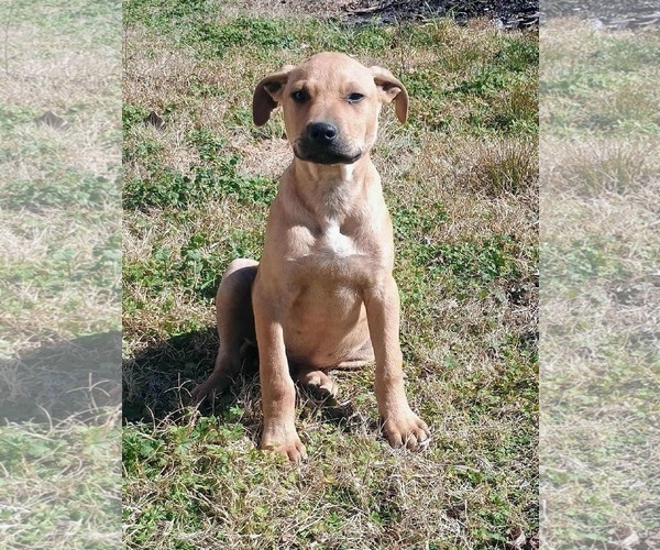 Medium Photo #3 Mutt Puppy For Sale in Princeton, MN, USA