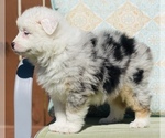 Image preview for Ad Listing. Nickname: Litter of 4