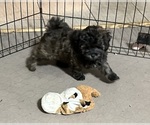 Small Photo #1 Shih-Poo Puppy For Sale in GLOUCESTER, VA, USA