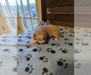 Miniature Australian Shepherd Puppy for sale in COOKEVLE, TN, USA