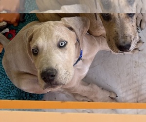Medium Great Dane
