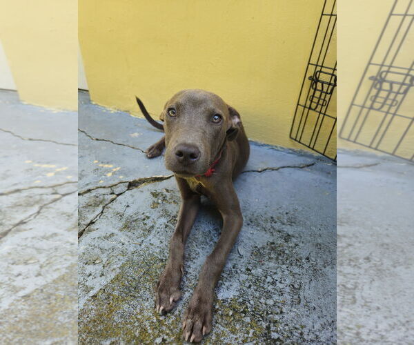 Medium Photo #3 Labrador Retriever-Unknown Mix Puppy For Sale in Miami, FL, USA