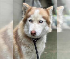 Siberian Husky Dogs for adoption in Woodland, CA, USA