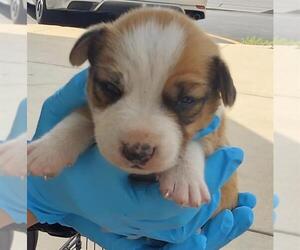 Mutt Dogs for adoption in San Antonio, TX, USA