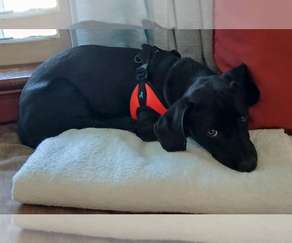 Medium Photo #1 Dachshund-Unknown Mix Puppy For Sale in Cranston, RI, USA