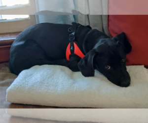 Dachshund-Unknown Mix Dogs for adoption in Cranston, RI, USA